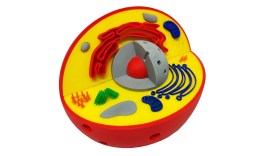 Célula Animal Eucarionte Maquete 3d - 14 Cm